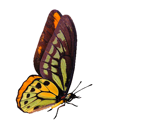 Song Playing Butterfly